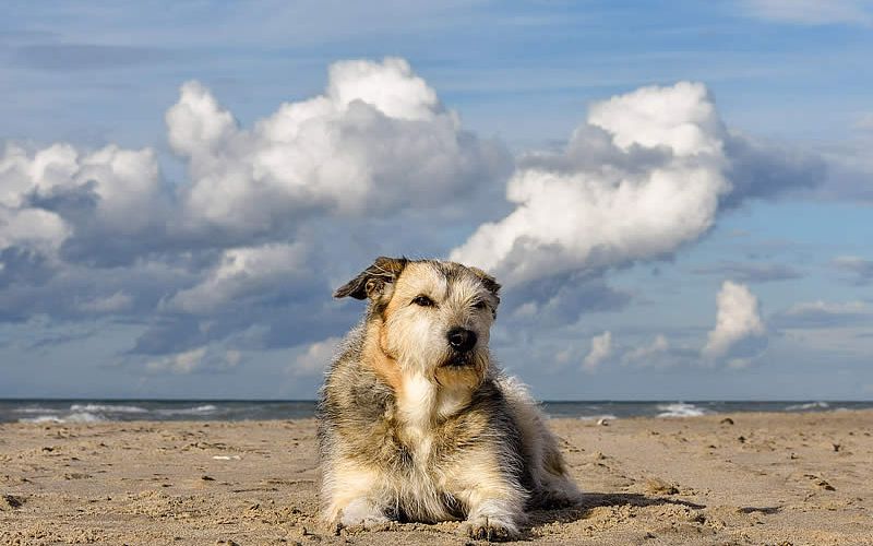 Urlaub mit Hund im Ostseebad Dahme